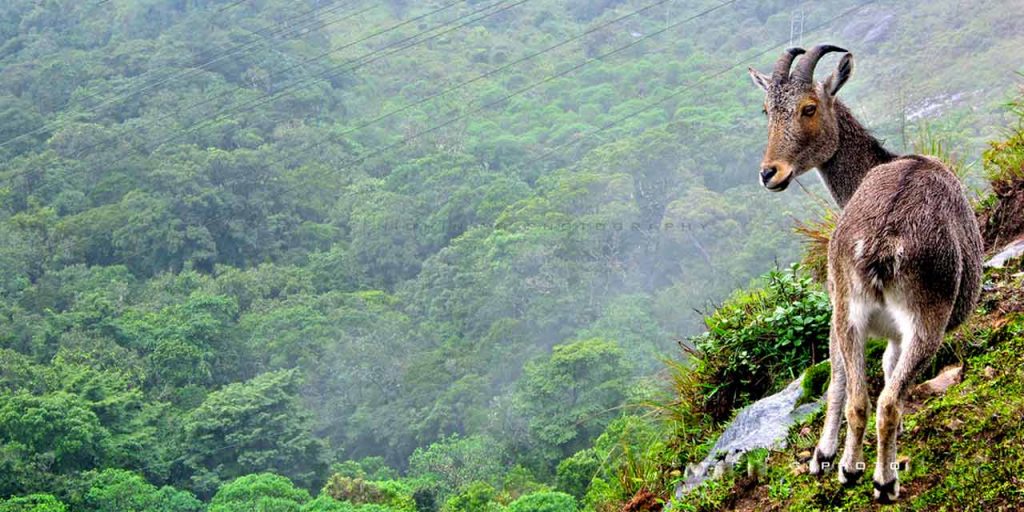 Eravikulam National Park Munnar - South India Tourism in India