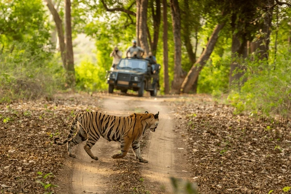 Bandhavgarh National Park - Tiger Safari In India - Bandhavgarh vs Kanha